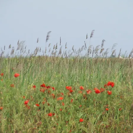 Gæstehus Varnaflats Guest